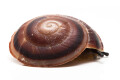 Caracolus sagemon ssp. Cuba typ 4 striped, juvenil